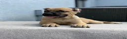 Cane Corso dogs for sale: Cane Corso Puppy 1 - Ad 1