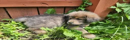 Tibetan Mastiff dogs for sale: Cleo - Ad 2