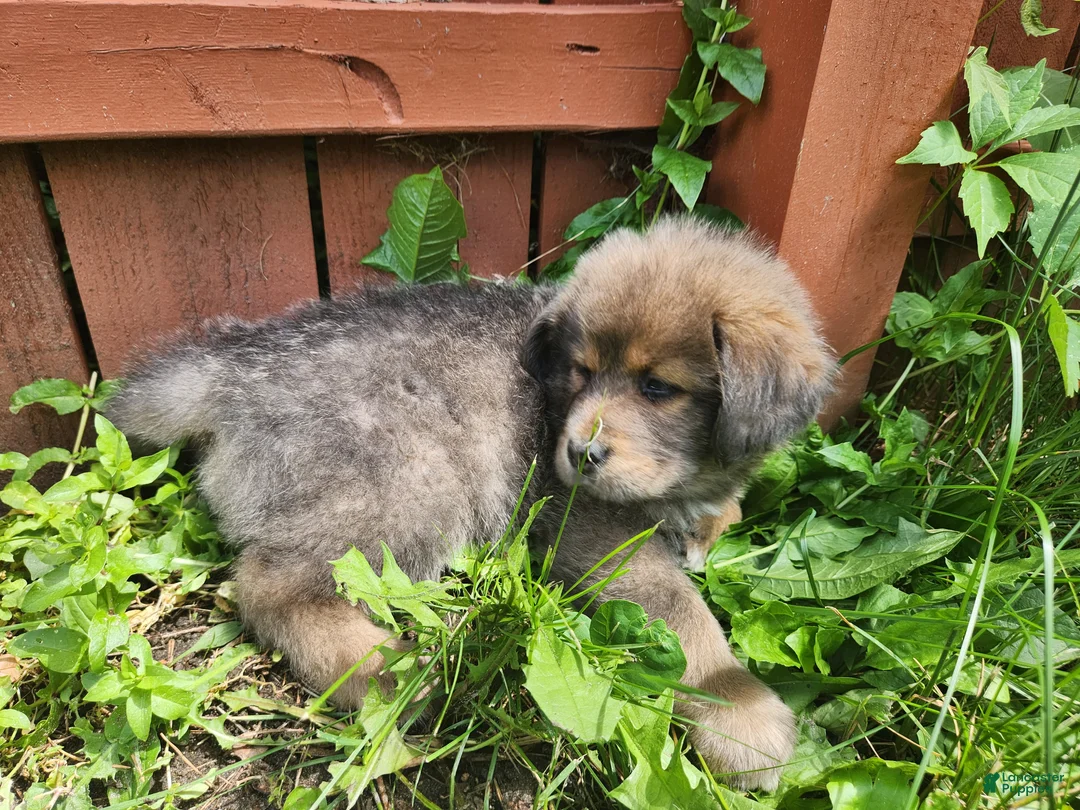 Tibetan Mastiff dogs for sale: Cleo - Ad 2