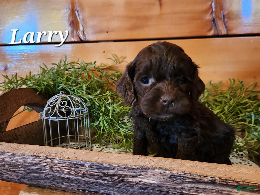 Mixed Breed dogs for sale: Mixed Breed Puppy 1 - Ad 2