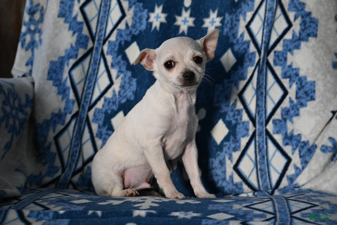 Mixed Breed dogs for sale: Dean - Ad 2