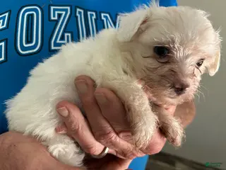 Maltipoo dogs Maltipoo Puppy 2 - Ad 10