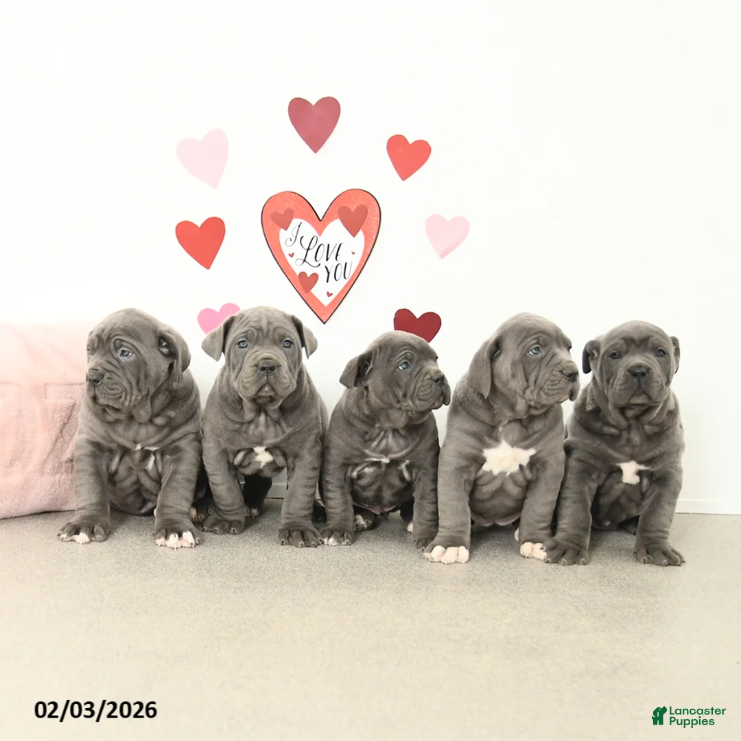 Cane Corso dogs for sale: Clover - Ad 5