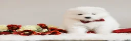 Samoyed dogs for sale: Simba - Ad 4