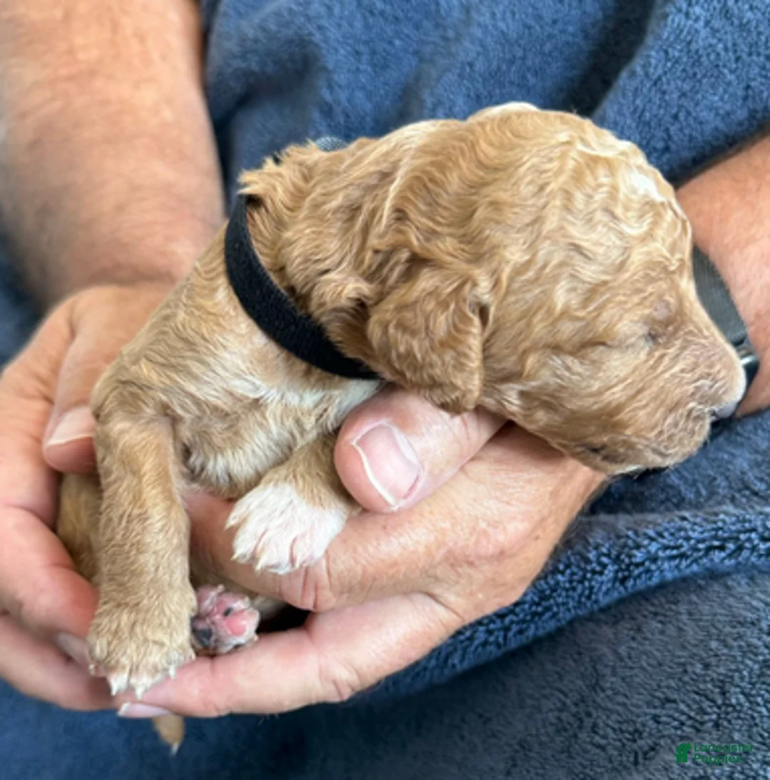 Goldendoodle dogs for sale: Male Black Collar(Romeo) - Ad 2