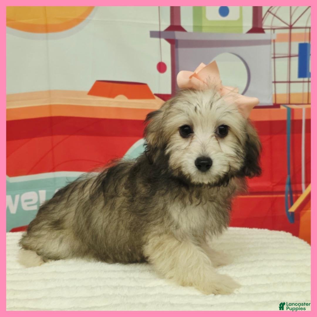 Maltipoo dogs Maya - Ad 1