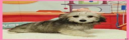 Maltipoo dogs for sale: Maya - Ad 1