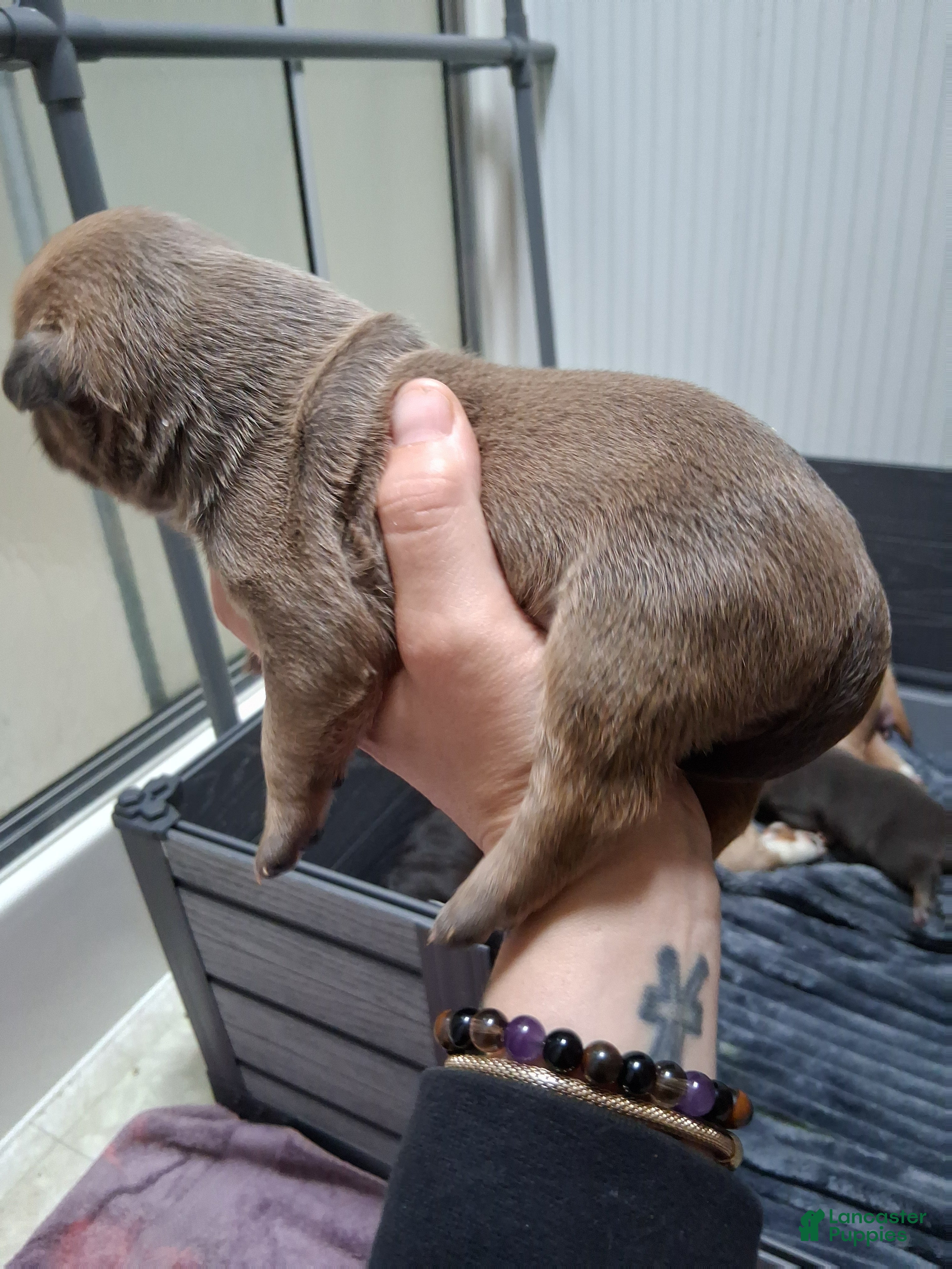 American Bully dogs American Bully Puppy 3 - Ad 2