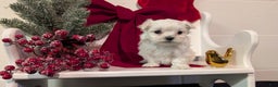 Maltese dogs for sale: Koko - Ad 6