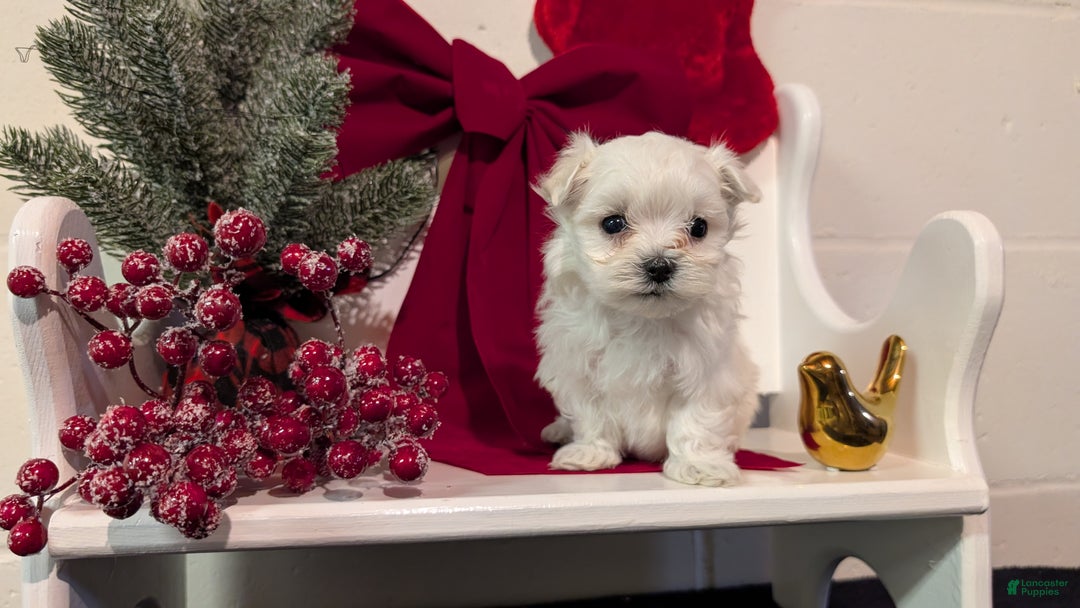 Maltese dogs for sale: Koko - Ad 6