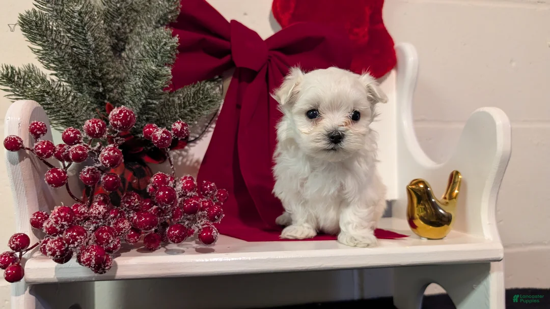 Maltese dogs for sale: Koko - Ad 6