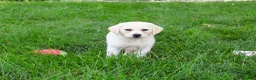 Labrador Retriever dogs for sale: Tinkerbell - Ad 6