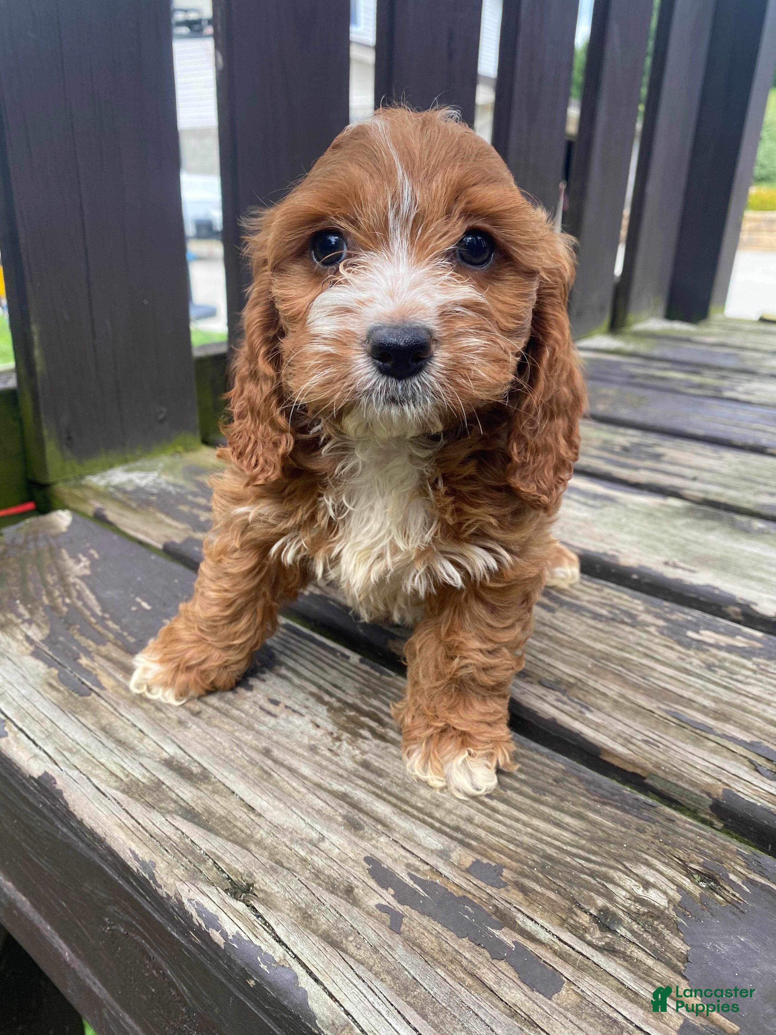 Cockapoo dogs Layla - Ad 2