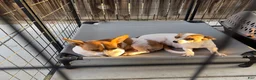 Jack Chi dogs for sale:  4 - Ad 2
