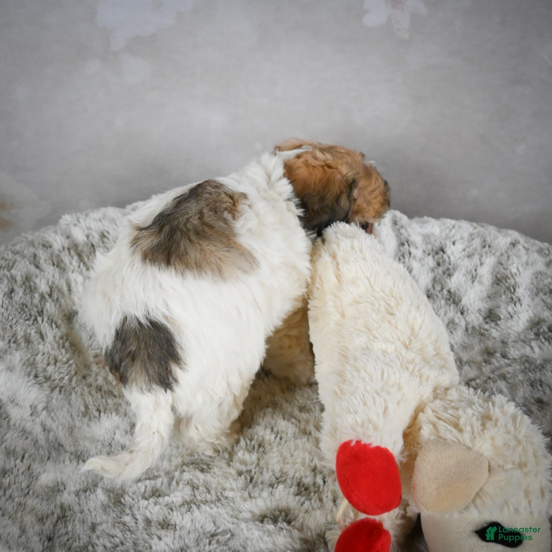 Bichpoo dogs for sale: Bella - Ad 5