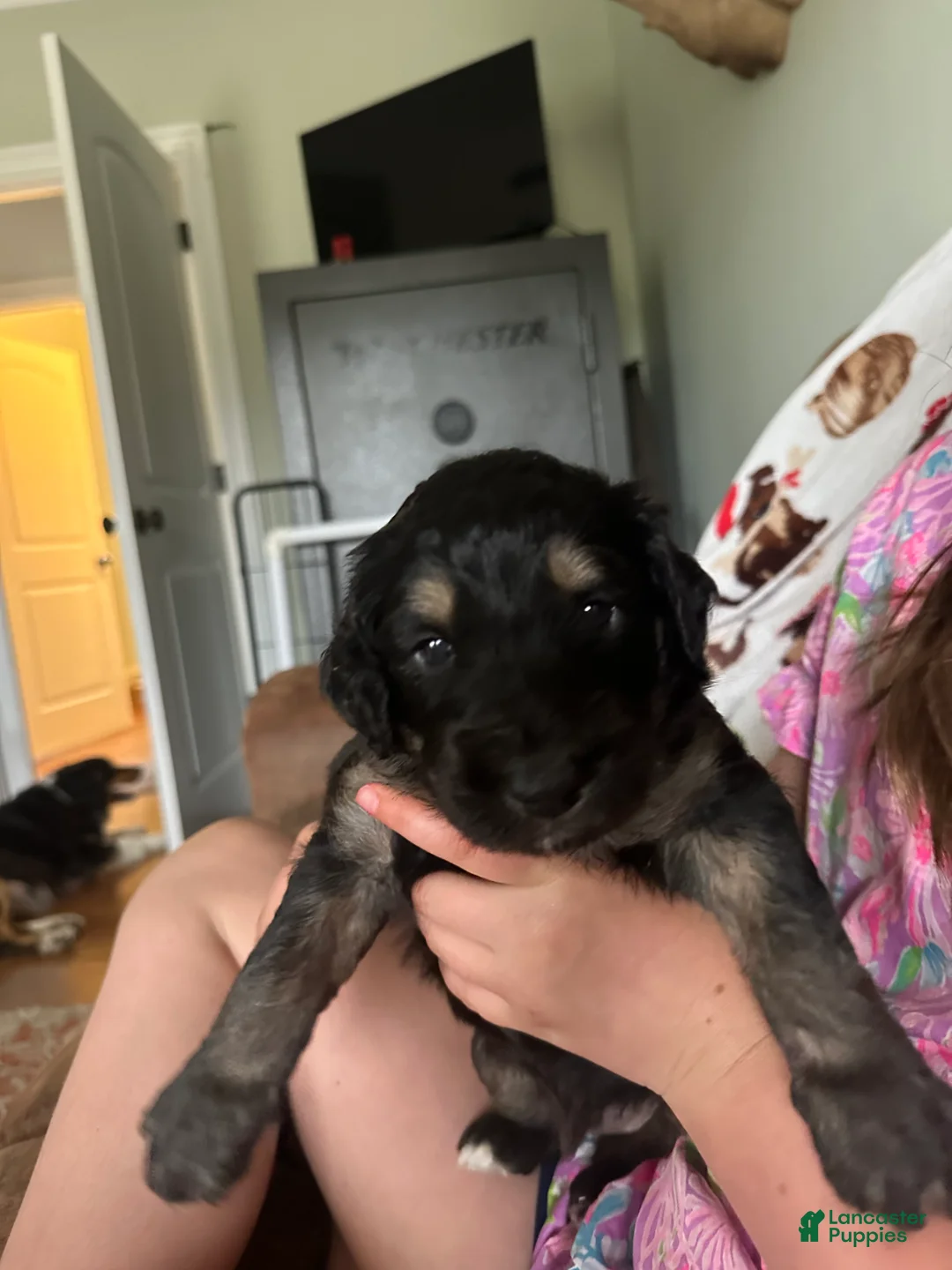 Aussiedoodle dogs for sale: Aussiedoodle Puppy 6 - Ad 1
