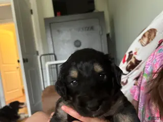 Aussiedoodle dogs Aussiedoodle Puppy 6 - Ad 28