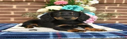 Miniature Dachshund dogs for sale: Lou - Ad 4