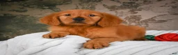Golden Retriever dogs for sale: Penny - Ad 7