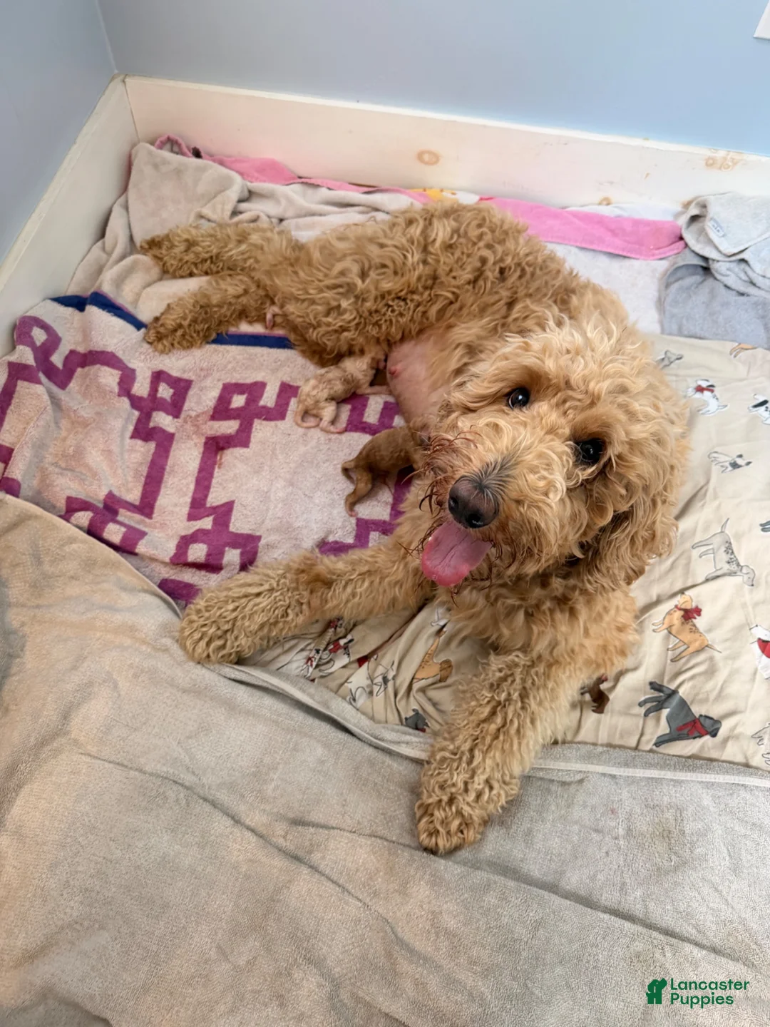 Goldendoodle dogs for sale: Hazel - Ad 2