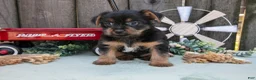 Yorkshire Terrier dogs for sale: Clementine - Ad 5