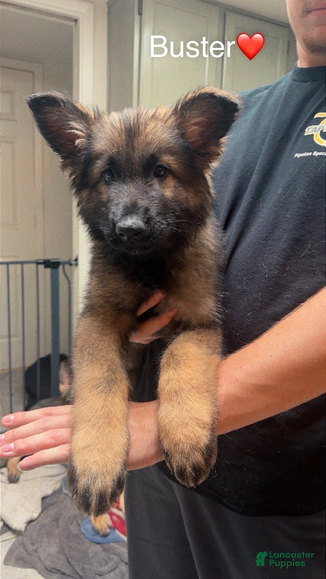 German Shepherd dogs Buster - Ad 14