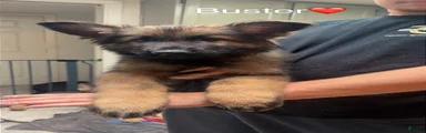 Buster