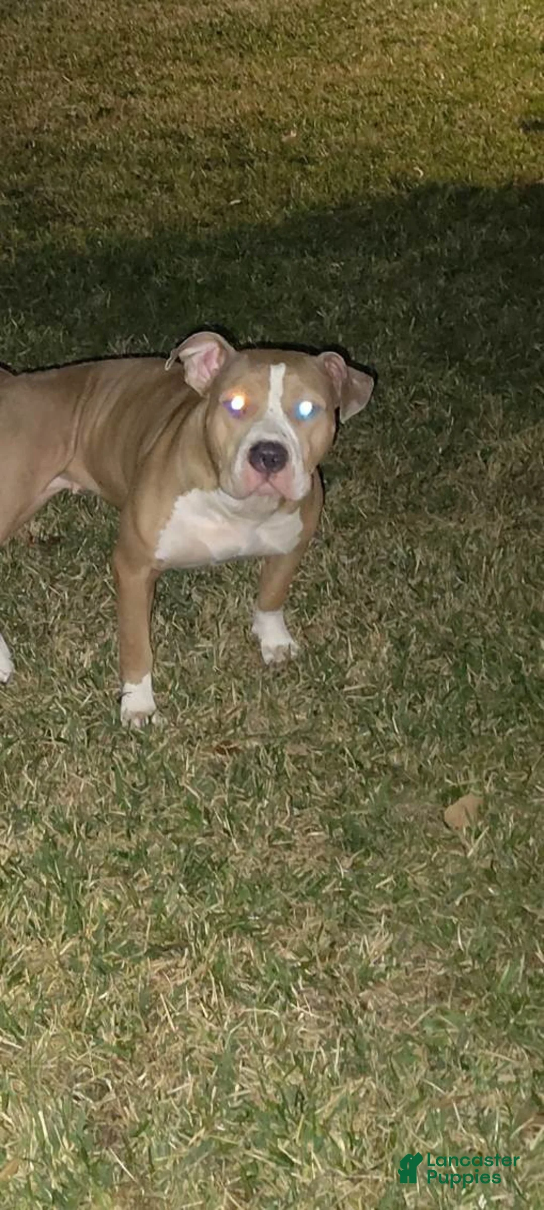 American Pit Bull Terrier dogs for sale: American Pit Bull Terrier Puppy 4 - Ad 1