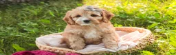 Mixed Breed dogs for sale: Pixie Munchkin Bernedoodle - Ad 7