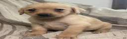 Labrador Retriever dogs for sale: Ben - Ad 3