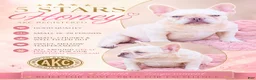French Bulldog dogs for sale: Holly - Ad 4