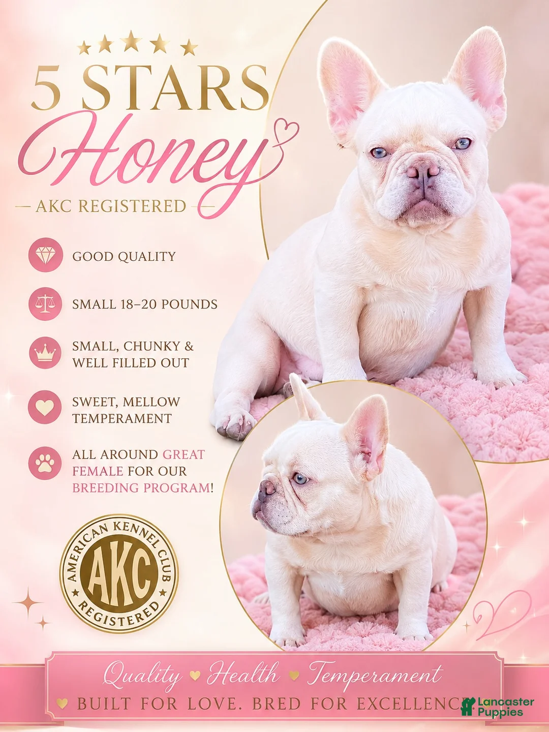 French Bulldog dogs for sale: Holly - Ad 4