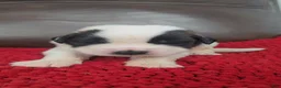 Saint Bernard dogs for sale: Tommy (black) - Ad 2