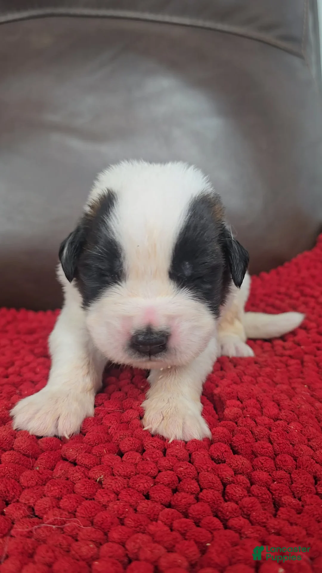 Saint Bernard dogs for sale: Tommy (black) - Ad 2