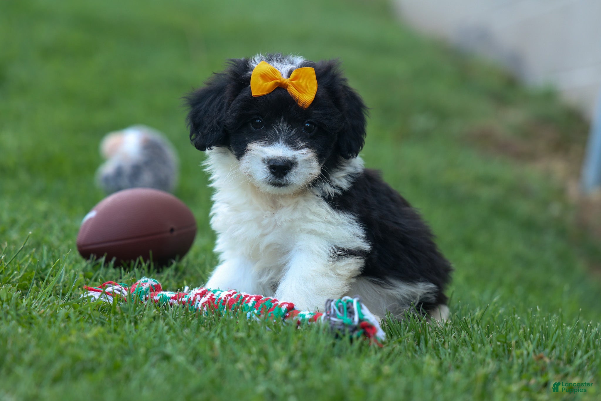 Corgipoo dogs NORMAN - Ad 1
