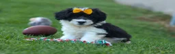 Corgipoo dogs for sale: NORMAN - Ad 1