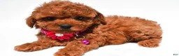 Maltipoo dogs for sale: Kara f1b - Ad 6