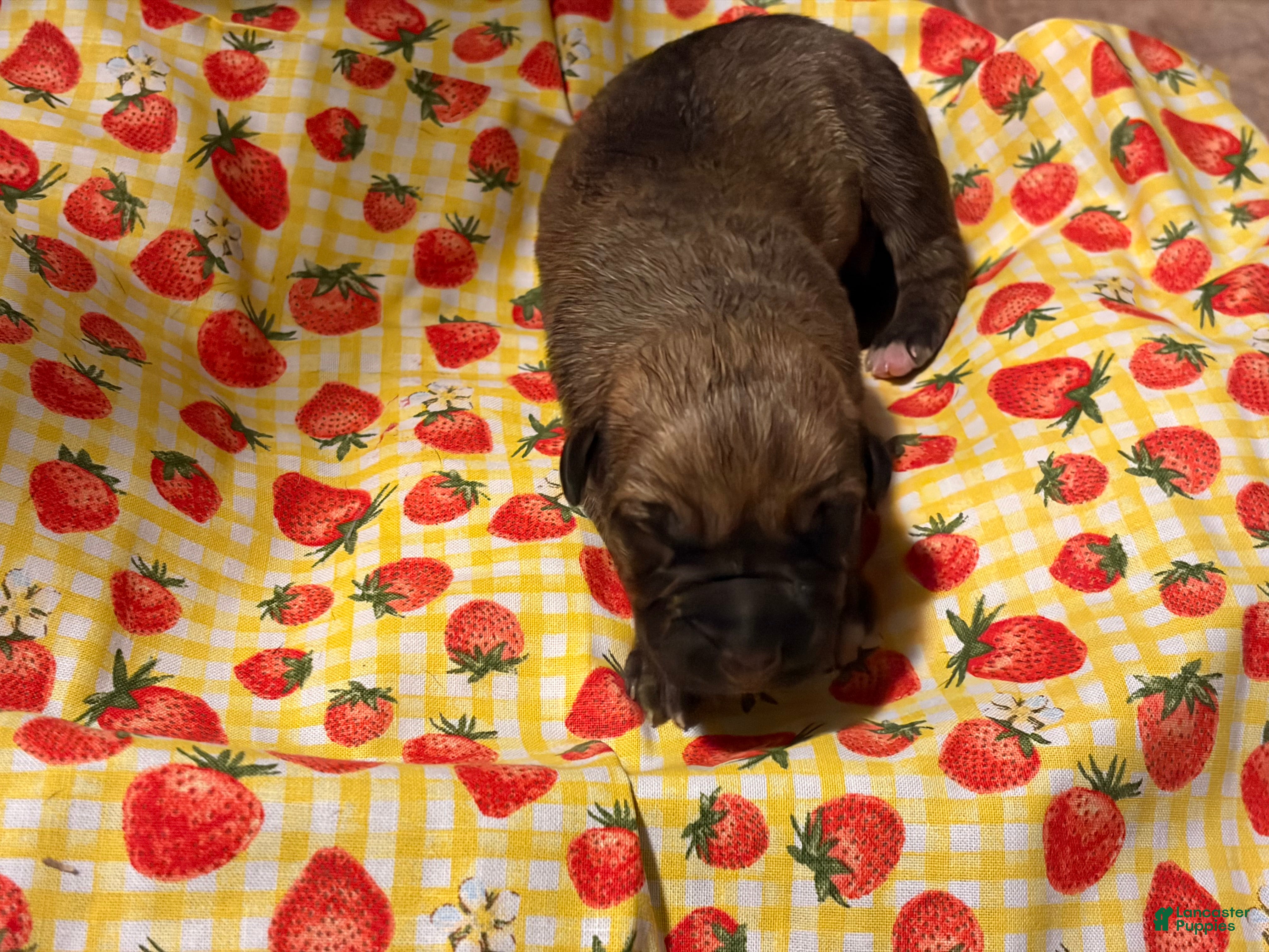 Mixed Breed dogs Purple Girl - Ad 7