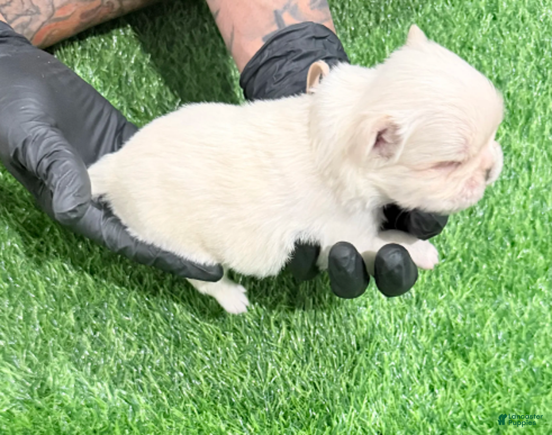 French Bulldog dogs for sale: Feliz - Ad 15