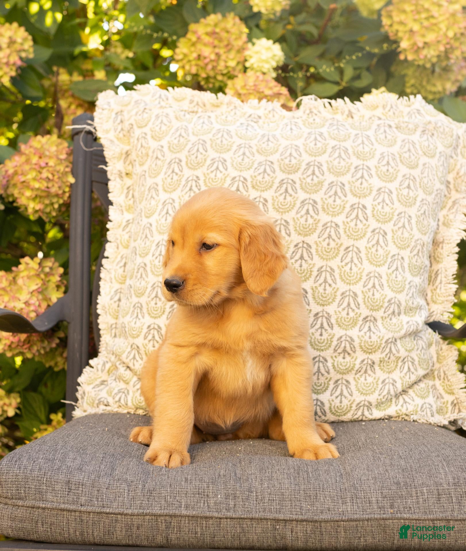 Golden Retriever dogs Piper  - Ad 1