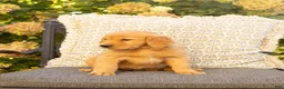Golden Retriever dogs for sale: Piper  - Ad 1