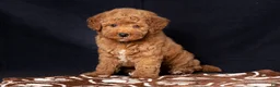 Mini Goldendoodle dogs for sale: Len - Ad 2
