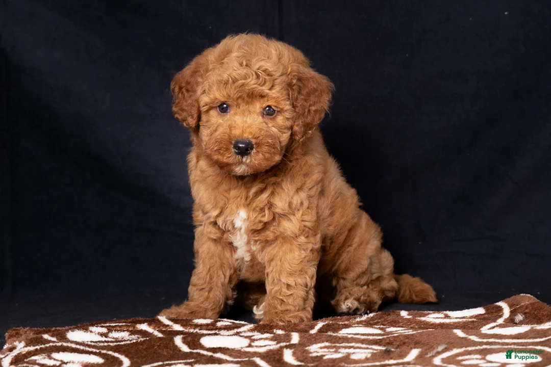 Mini Goldendoodle dogs for sale: Len - Ad 2
