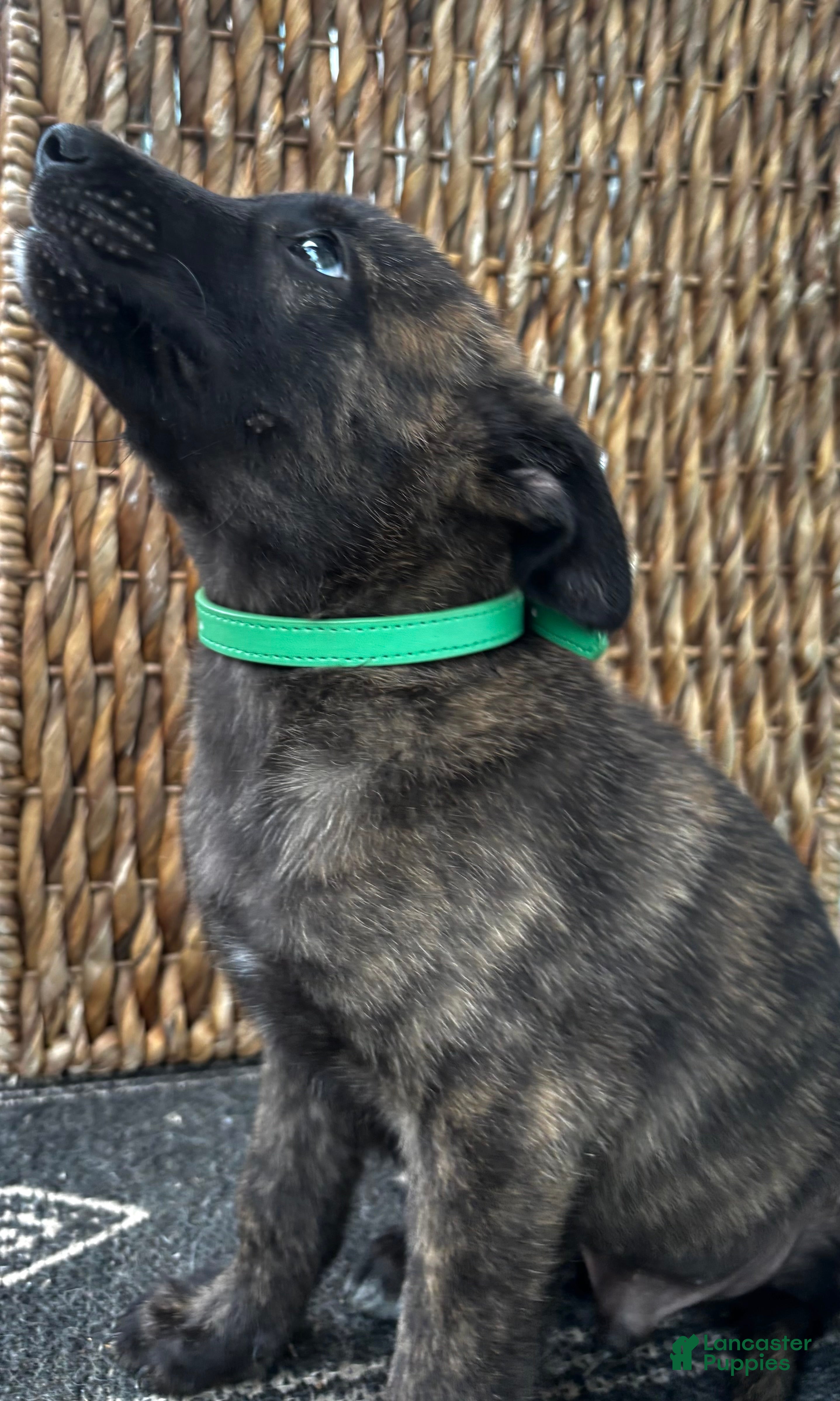 Dutch Shepherd dogs Dutch Shepherd 2 - Ad 2