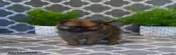 Pomeranian dogs for sale: Rodger - Ad 3