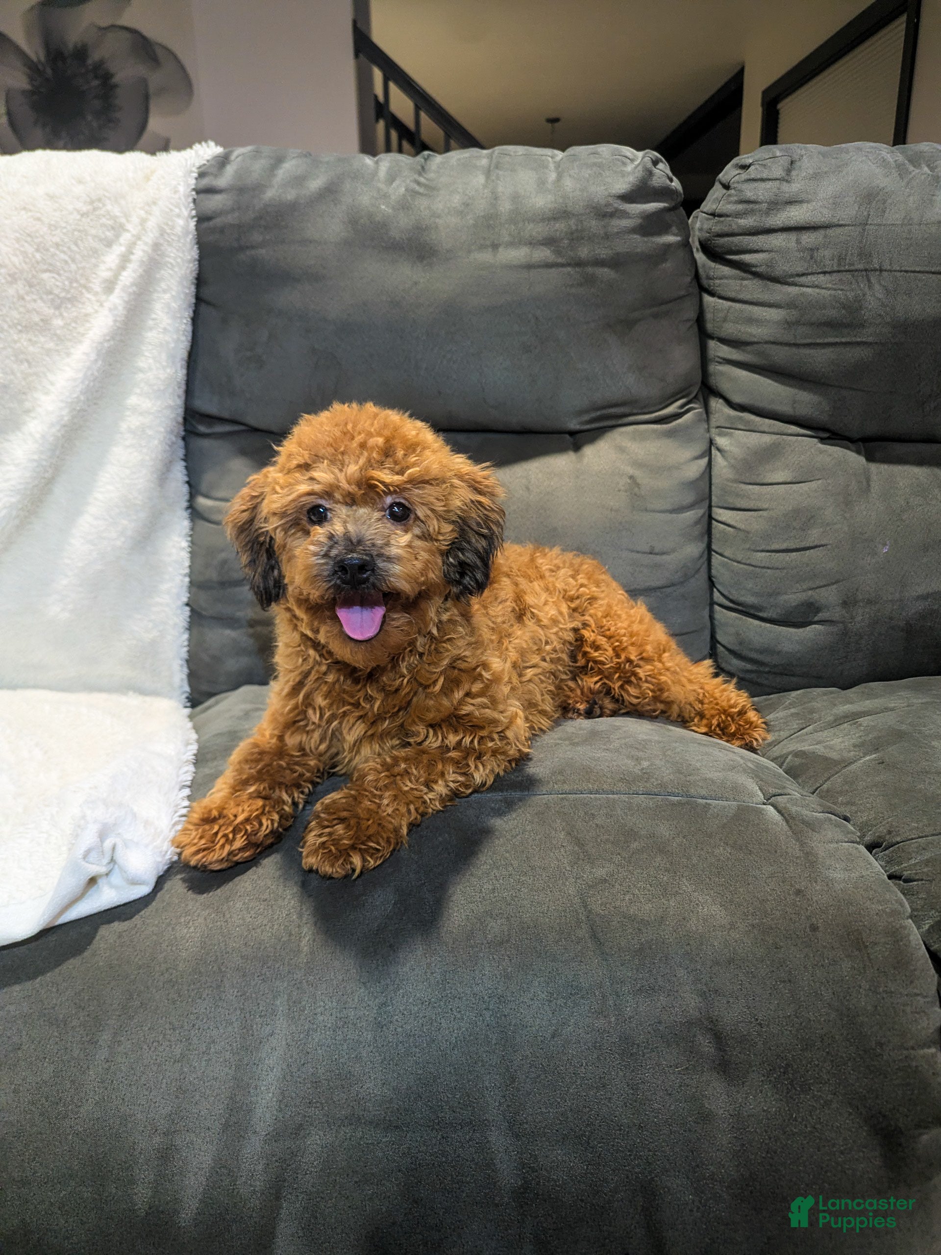 Havapoo dogs Bailey - Ad 36