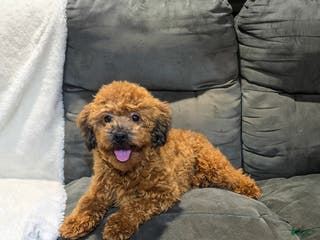 Havapoo dogs Bailey - Ad 30