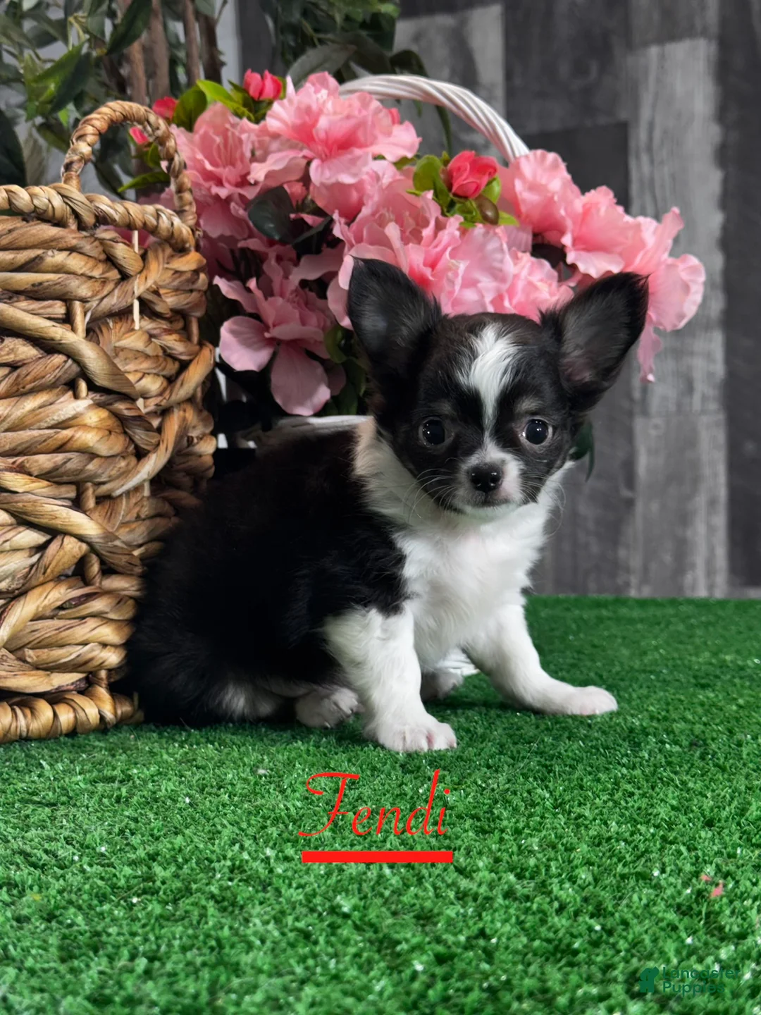 Chihuahua dogs for sale: Fendi - Ad 3