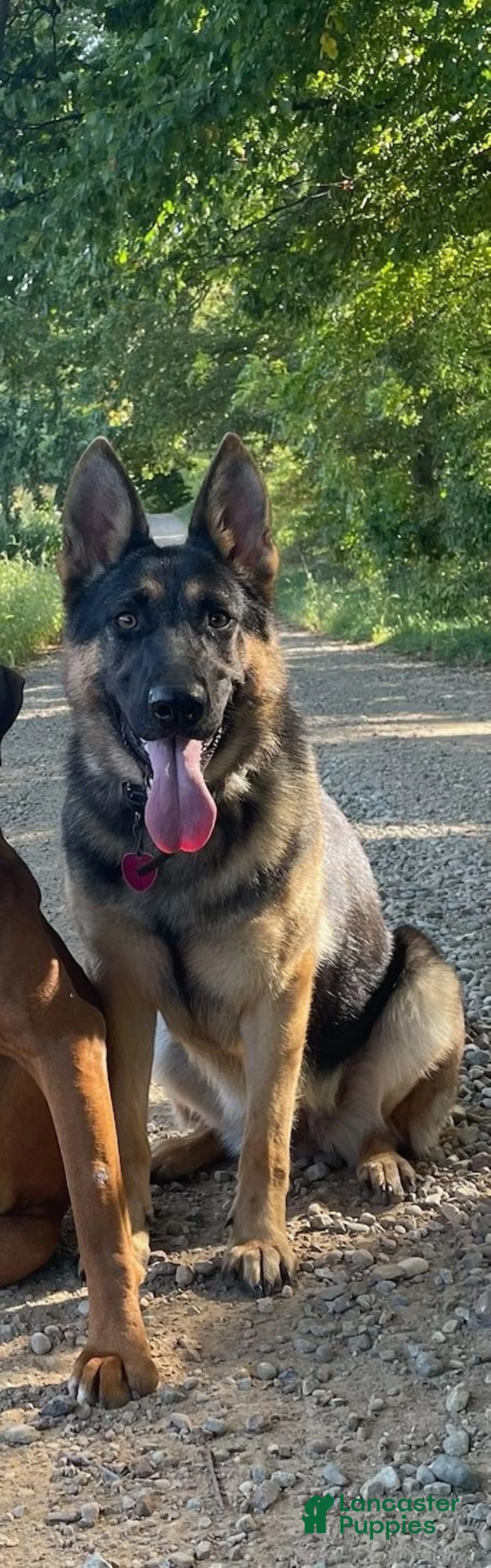 German Shepherd dogs for sale: sky - Ad 2