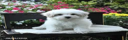 Maltipoo dogs for sale: Buddy - Ad 3